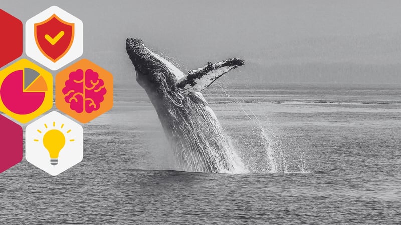 a humpback whale breaching the water