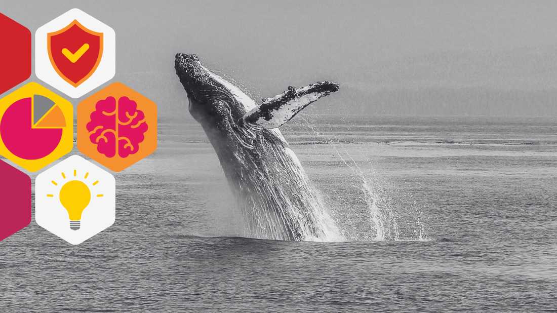 a humpback whale breaching the water