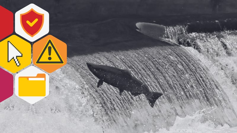 a salmon swims up river over a small waterfall